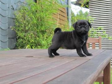 Mops WELPEN