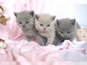 Reinrassige BKH Babies