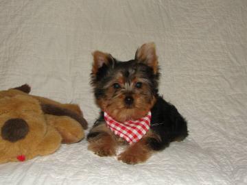 MINI Yorkshire Terrier Welpen