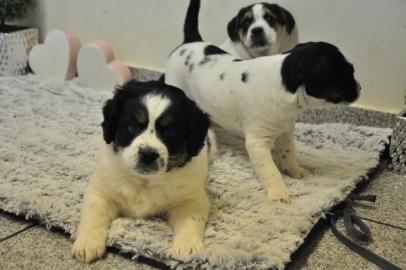 Sch�ne Boxerwelpen 300 EUR