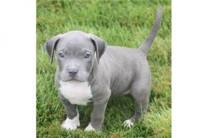 Kr�ftige Pit Bull Welpen mit Papieren