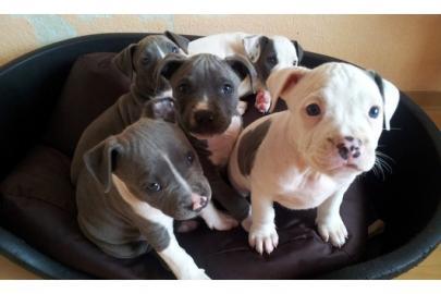 Kr�ftige Pit Bull Welpen mit Papieren