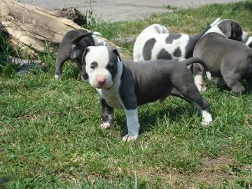Kr�ftige Pit Bull Welpen mit Papieren