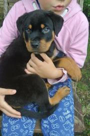 Liebevolles Rottweilerwelpen mit ADRK Pa