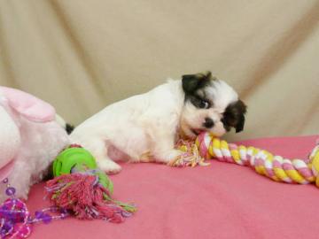 Super S��e Shih Tzu Welpen ab Anfang Apr