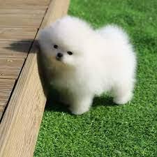 Gesund Pomeranian Zwerg/Spitz Welpen Wha