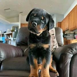 Rottweiler-Welpen suchen ein liebevolles