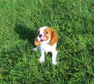Wundersch�ne Cavalier King Charles Spani