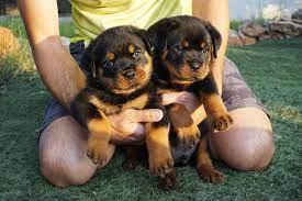Kr?ftige Rottweiler Welpen