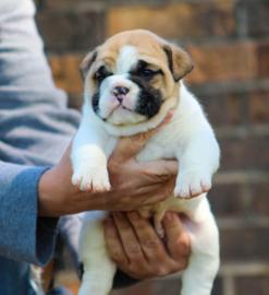 Old englisch Bulldoggen Welpen