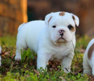 Old englisch Bulldoggen Welpen
