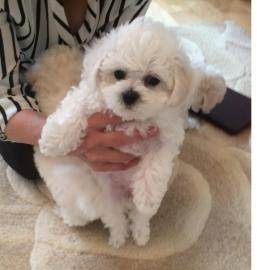 Bichon Frise Welpe