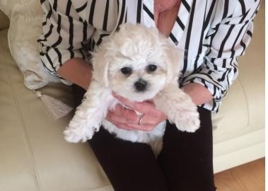 Bichon Frise Welpe
