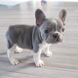 Reinrassige Franz?sische Bulldogge Welpe