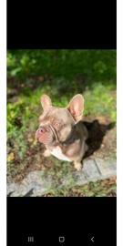 Franz?sische Bulldoggen Welpen