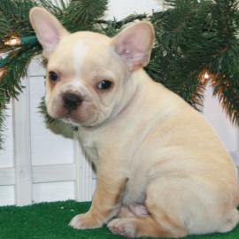 ++++Bildsch�ne- Franz�sische -Bulldoggen