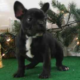 ++++Bildsch�ne- Franz�sische -Bulldoggen