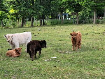 Mini Highland Cattle,Dexter,Schottisches