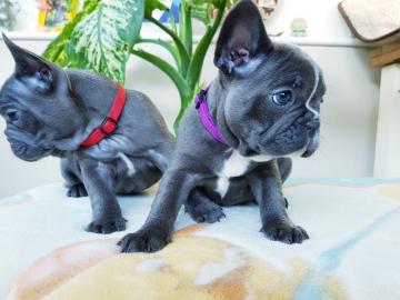 Sch?ne Welpen der franz?sischen Bulldogg