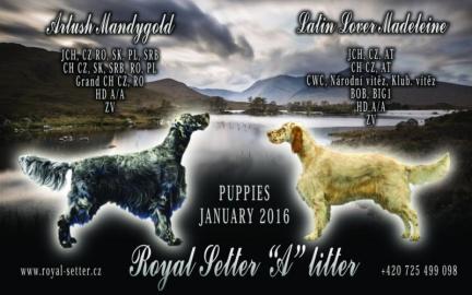 Wundersch�ner Welpe English Setter