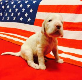 Wundersch�ner Welpe English Setter