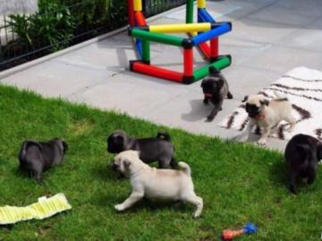 Mops-Welpen mit Stammbaum