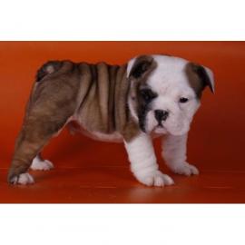 English Bulldog Welpen mit Papieren