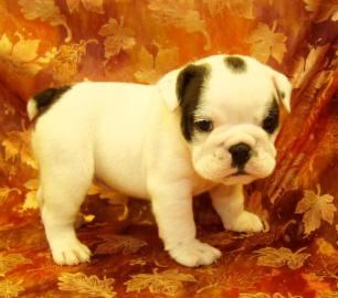 English Bulldog Welpen mit Papieren