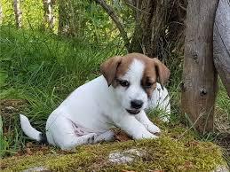 Parson Jack Russell Terrier Welpen mit