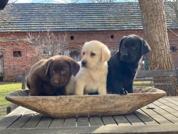 Labrador Welpen in gelb (blond) und schw
