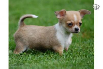 # mini MiNi Chihuahua Welpen !Papiere! s