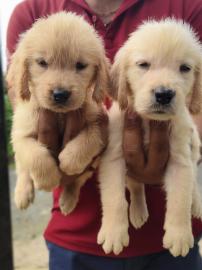Wundersch�ne Golden retriever welpen s��
