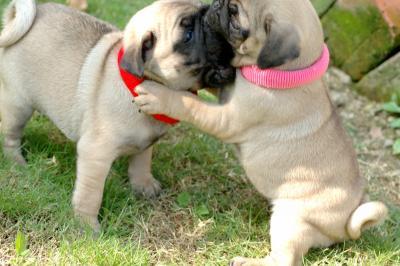 Mops Welpen ein neues Zuhause