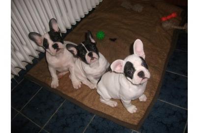 Franz�sische Bulldog Welpen zu verkaufen