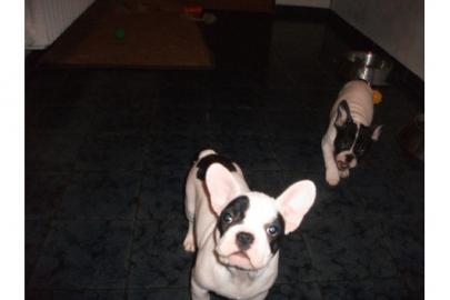 Franz�sische Bulldog Welpen zu verkaufen