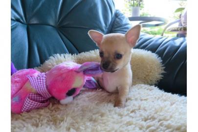 S��er reinrassiger Chihuahua welpen