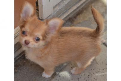 Chihuahuawelpen Langhaar mit Papieren