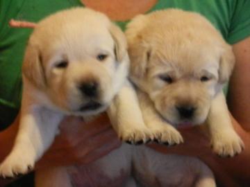 Labrador retriever TOP Qualit�t WELPEN