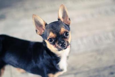 Mini Chihuahua 1kg r�de