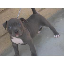 American Pitbull-Welpen (Blueline)
