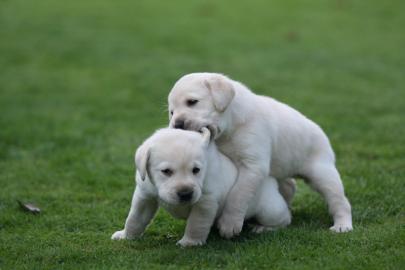 Gesunden Labrador Retriever Welpen zur A