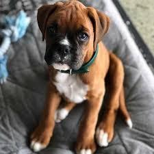 Boxer Welpen suchen neues Zuhause WhatsA