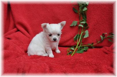 04 CHIHUAHUA WELPEN