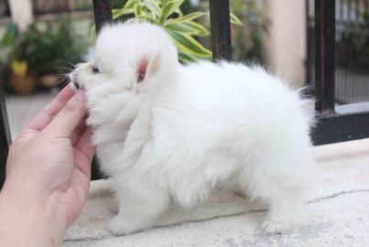 Liebevolle Teetasse Pomeranian erh?ltlic