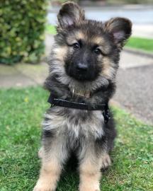 Dutch Shepherd X Deutscher Sch�ferhund