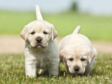 Typvolle Labrador Welpen mit Papieren