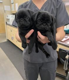 Mops-Welpen suchen ein neues Zuhause � W