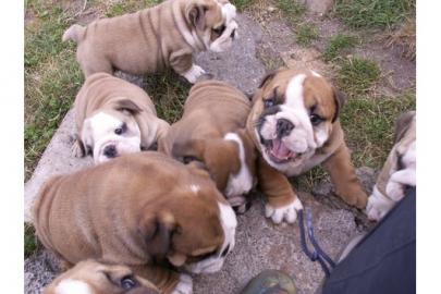 Reinrassige Englische Bulldogge Welpen