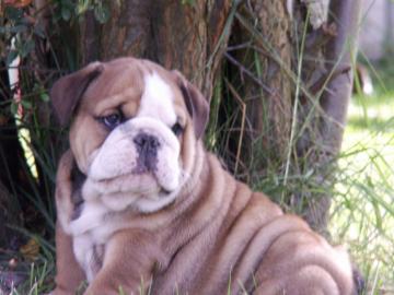 Reinrassige Englische Bulldogge Welpen