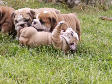 Reinrassige Englische Bulldogge Welpen